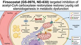 Firsocostat targeted inhibition of acetyl-CoA carboxylase restores Leydig cell steroidogenesis in metabolic dysfunction