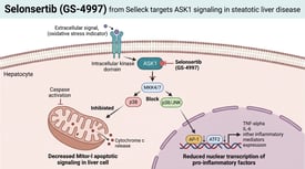 Selonsertib (GS-4997) from Selleck targets ASK1 signaling in steatotic liver disease