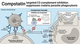 Compstatin targeted C3 complement inhibition suppresses malaria parasite phagocytosis