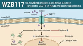 WZB117 from Selleck Inhibits Facilitative Glucose Transporter GLUT1 in Neuroendocrine Neoplasms