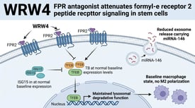 WRW4 FPR antagonist attenuates formyl peptide receptor 2 signaling in stem cells