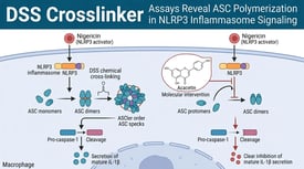 DSS Crosslinker Assays Reveal ASC Polymerization in NLRP3 Inflammasome Signaling