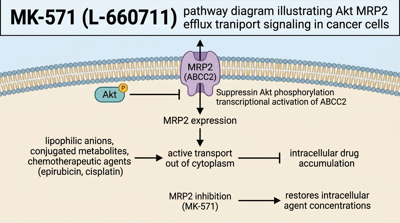 MK-571 L-660711 pathway diagram illustrating Akt MRP2 efflux transport signaling in cancer cells