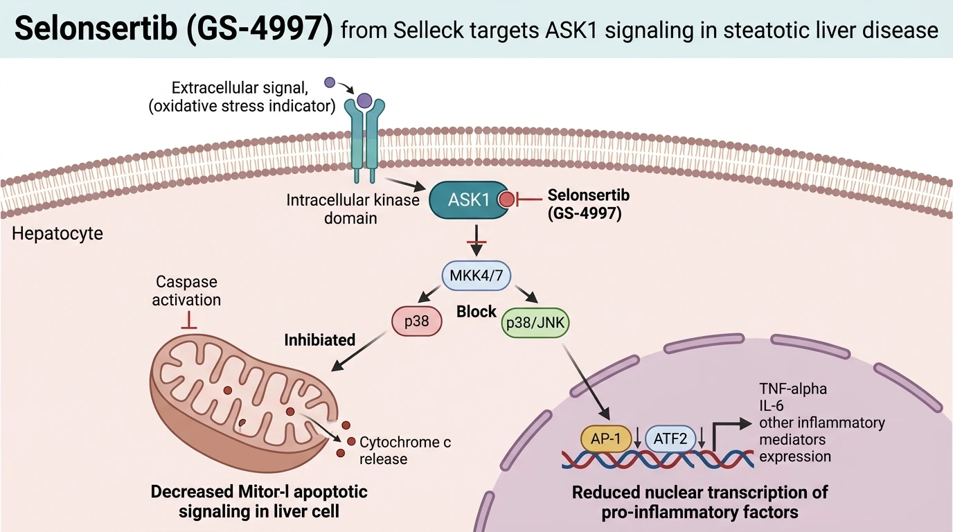 Schematic diagram of ASK1 MAPK signaling pathway in hepatocytes showing kinase inhibition under oxidative stress
