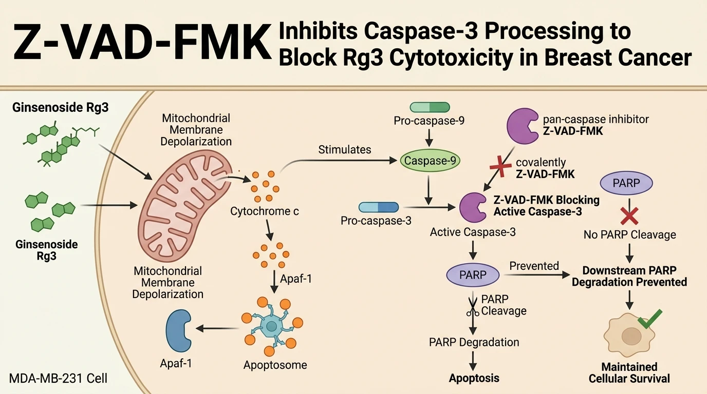 Schematic diagram of caspase-dependent mitochondrial apoptosis pathway showing caspase-3 inhibition by Z-VAD-FMK