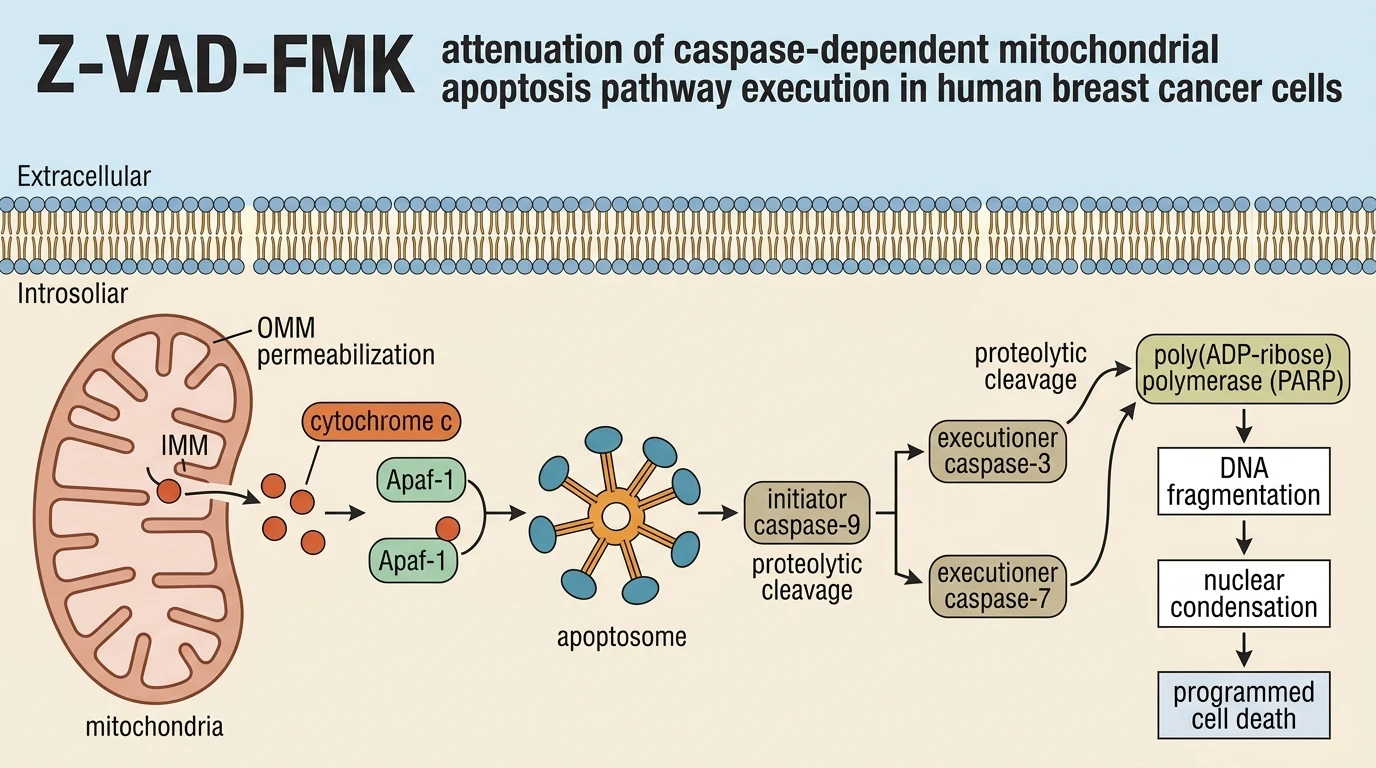 Z-VAD-FMK attenuation of caspase-dependent mitochondrial apoptosis pathway execution in human breast cancer cells