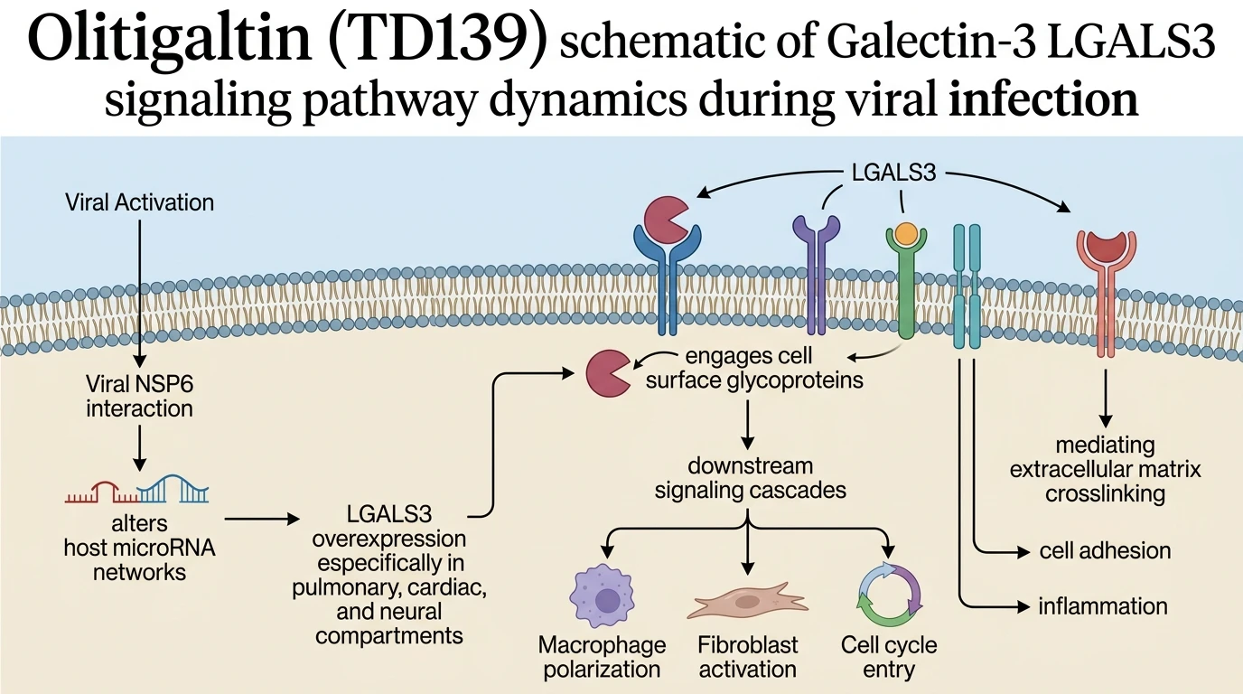 Olitigaltin TD139 schematic of Galectin-3 LGALS3 signaling pathway dynamics during viral infection