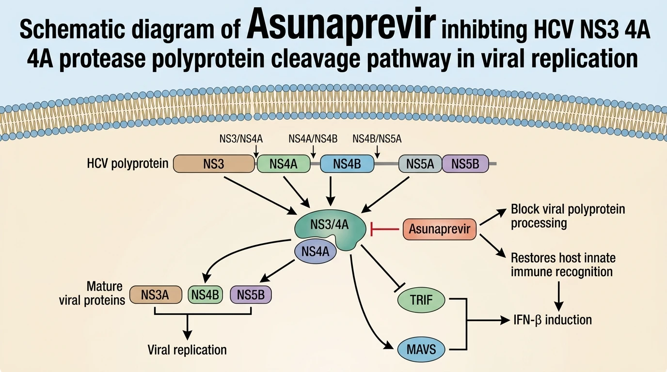 Schematic diagram of Asunaprevir inhibiting HCV NS3 4A protease polyprotein cleavage pathway in viral replication