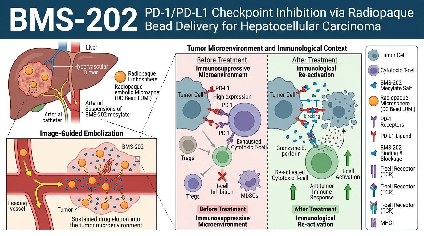 Schematic diagram of PD-1 PD-L1 immune checkpoint signaling pathway in hepatocellular carcinoma chemoembolization