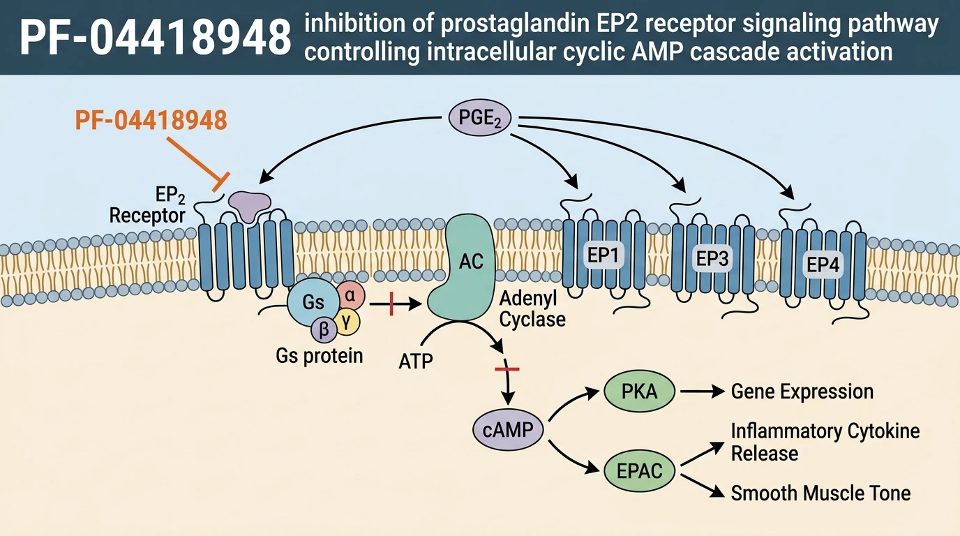 PF-04418948 inhibition of prostaglandin EP2 receptor signaling pathway controlling intracellular cyclic AMP cascade activation