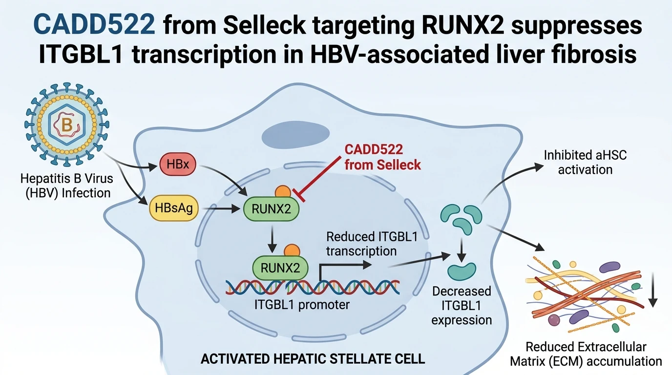 Schematic illustration of RUNX2 ITGBL1 signaling pathway inhibition suppressing hepatic stellate cell activation in fibrosis