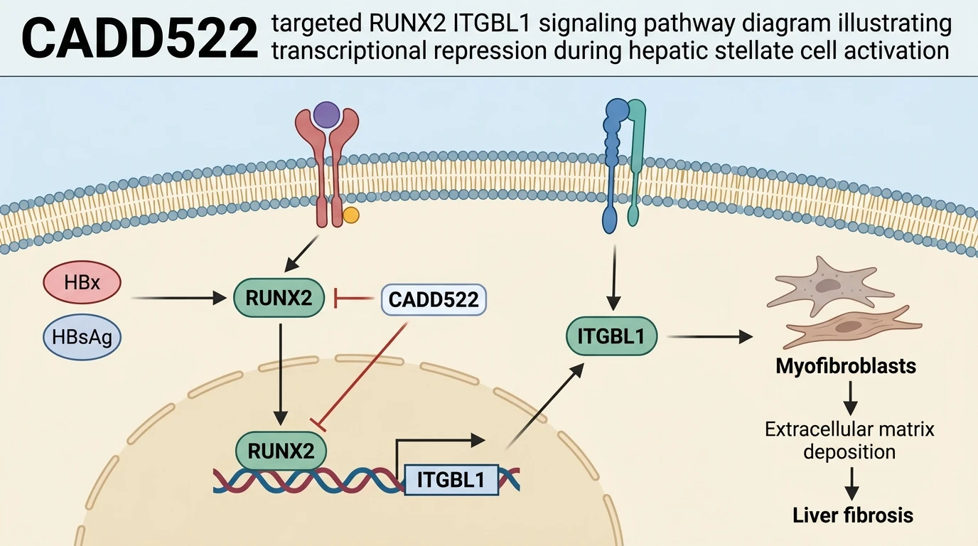 CADD522 targeted RUNX2 ITGBL1 signaling pathway diagram illustrating transcriptional repression during hepatic stellate cell activation